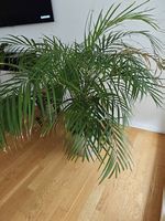 Goldfruchtpalme / Arecapalme - Zimmerpflanze