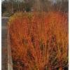 Pflanzen & Samen: Cornouiller sanguin 'Midwinter Fire'  4x  15-20cm – Gebraucht aus Bremblens von FIBONACCI369 3
