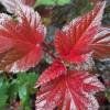 Physocarpe à feuilles d'Obier 'Lady in Red' 15-20cm