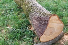 Holzartikel: Lindenholz Baumstam – Neu (gemäss Beschreibung) aus Neuhaus SG von Manni017 2