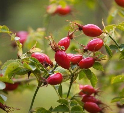 Piante & sementi: Ab 5.- fr 10  SAMEN Hagebuttenrose ROT – Nuovo e nell'imballaggio originale da Rovio venduto da POSITIFFARTandPLANTS 2