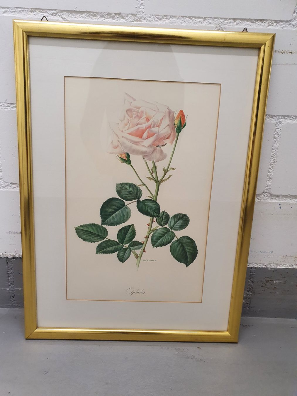 Grafiken & Lithographien: Bild mit Rose, signiert in Goldrahmen – Gebraucht aus Thalwil von meinverkauf