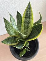 Zimmerpflanze Bogenhanf im Topf 25cm
