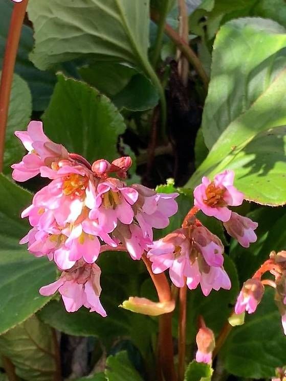 Piante & sementi: Bergenie Gartenpflanze – Usato da Blumenstein venduto da olk_r5kh 1