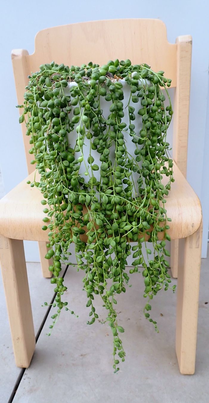 Pflanzen & Samen: Senecio herreanus – Gebraucht aus Comano von che_8lc2