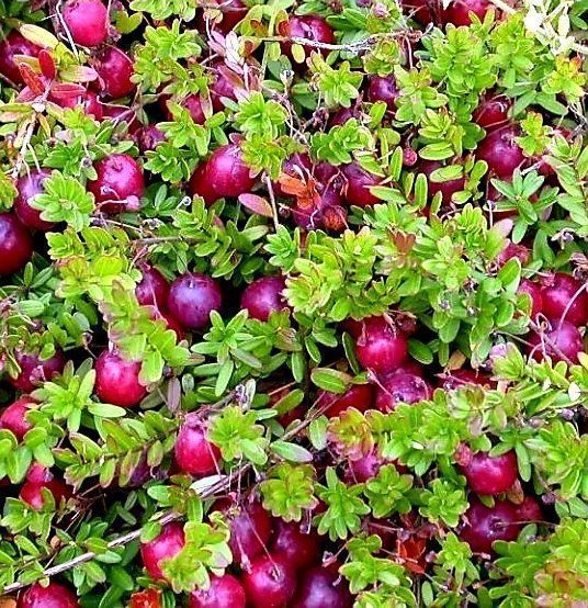 XL 50 cm ↕️ 100 original Cranberries Pflanze 🌱 XL 50 cm Kaufen auf