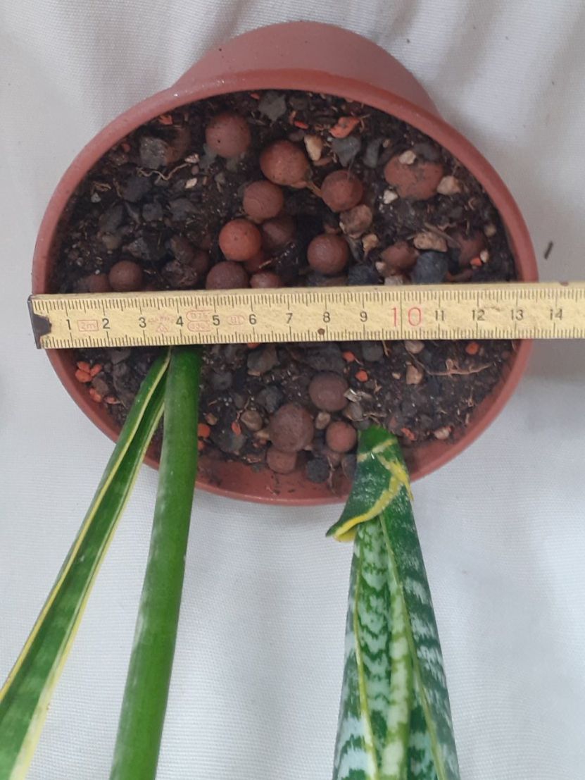 Pflanzen & Samen: Bogenhanf Sansevieria Ableger ca. 1 Jahr alt, ca. 62cm hoch – Neu (gemäss Beschreibung) aus Kilchberg ZH von hobbysale01 2