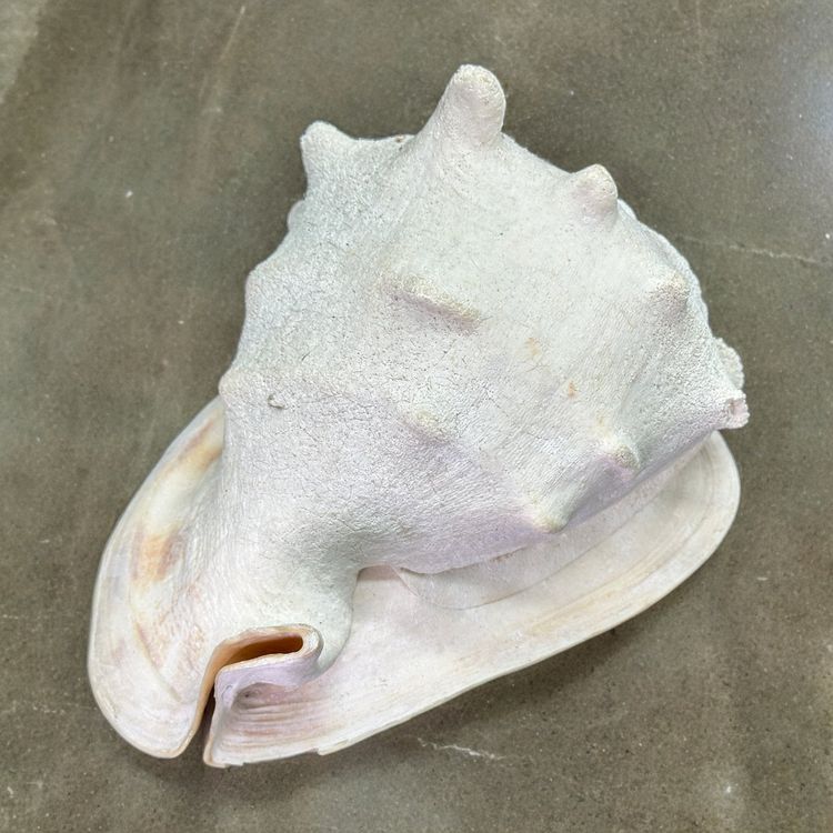 Coquillage géant fossile de Strombus bubonius - 2.050 Kg | Kaufen auf ...