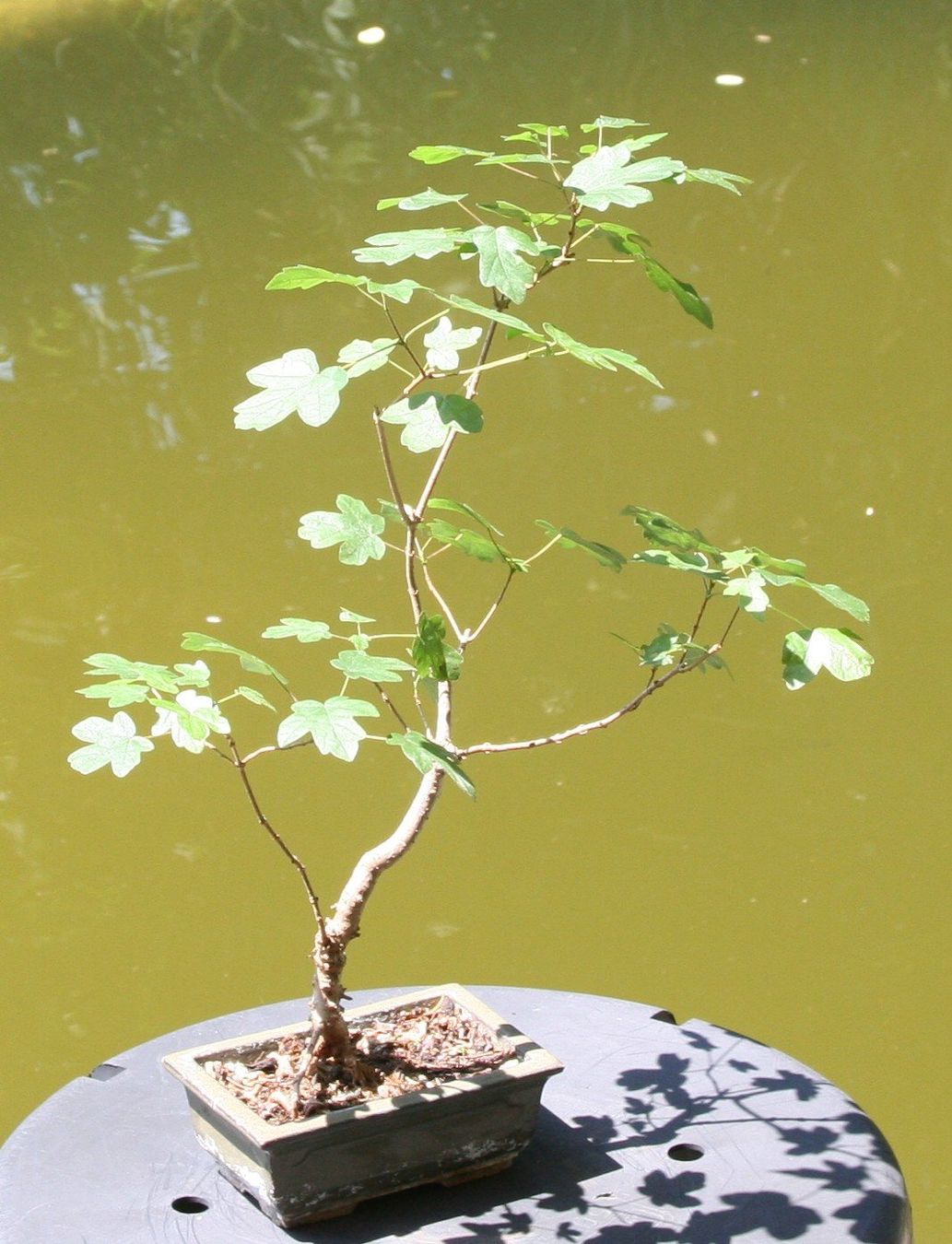 Plantes & graines: BONSAI  -  Feldahorn – D'occasion à Gretzenbach par Sikim 1