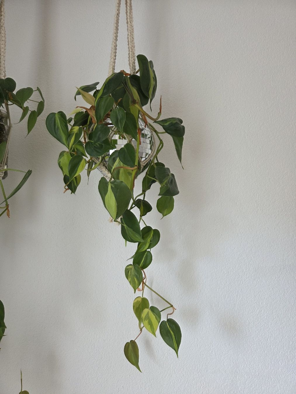Pflanzen & Samen: Hängepflanze Philodendron Brasil Ableger – Gebraucht aus Basel von fecgiulia