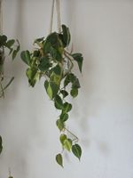 Hängepflanze Philodendron Brasil Ableger