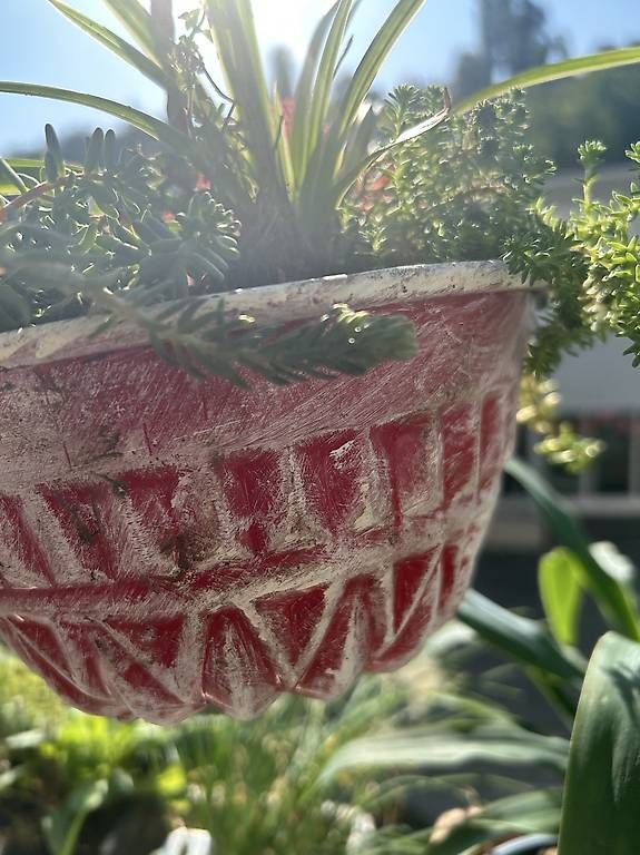 Tutte le decorazioni: Pflanzen in der Gugelhupfform  – Nuovo e nell'imballaggio originale da Frauenfeld venduto da Irene.Schuppli 2
