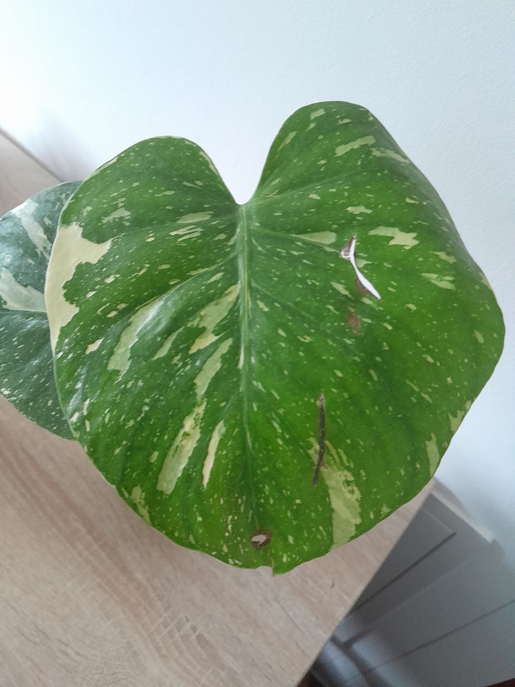 Pflanzen & Samen: Monstera Thai Constellation 40 cm – Gebraucht aus Walde AG von tra_7vrt 2