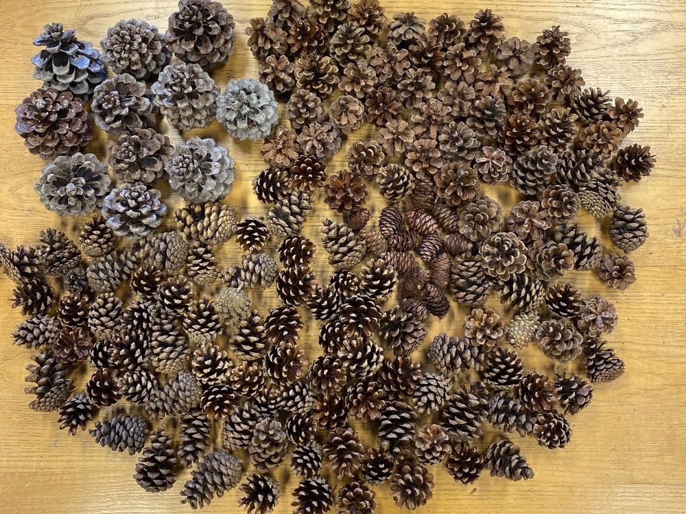 36 Natur-Tannenzapfen Mit Aufhänger – Für Weihnachtsdekoration, Basteln, 4-5 Cm