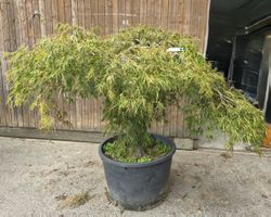 Japanischer Fächerahorn Acer palmatum ‘Dissectum Viridis’