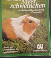 Meerschweinchen Ratgeber -  Anschaffung, Pflege & Ernährung