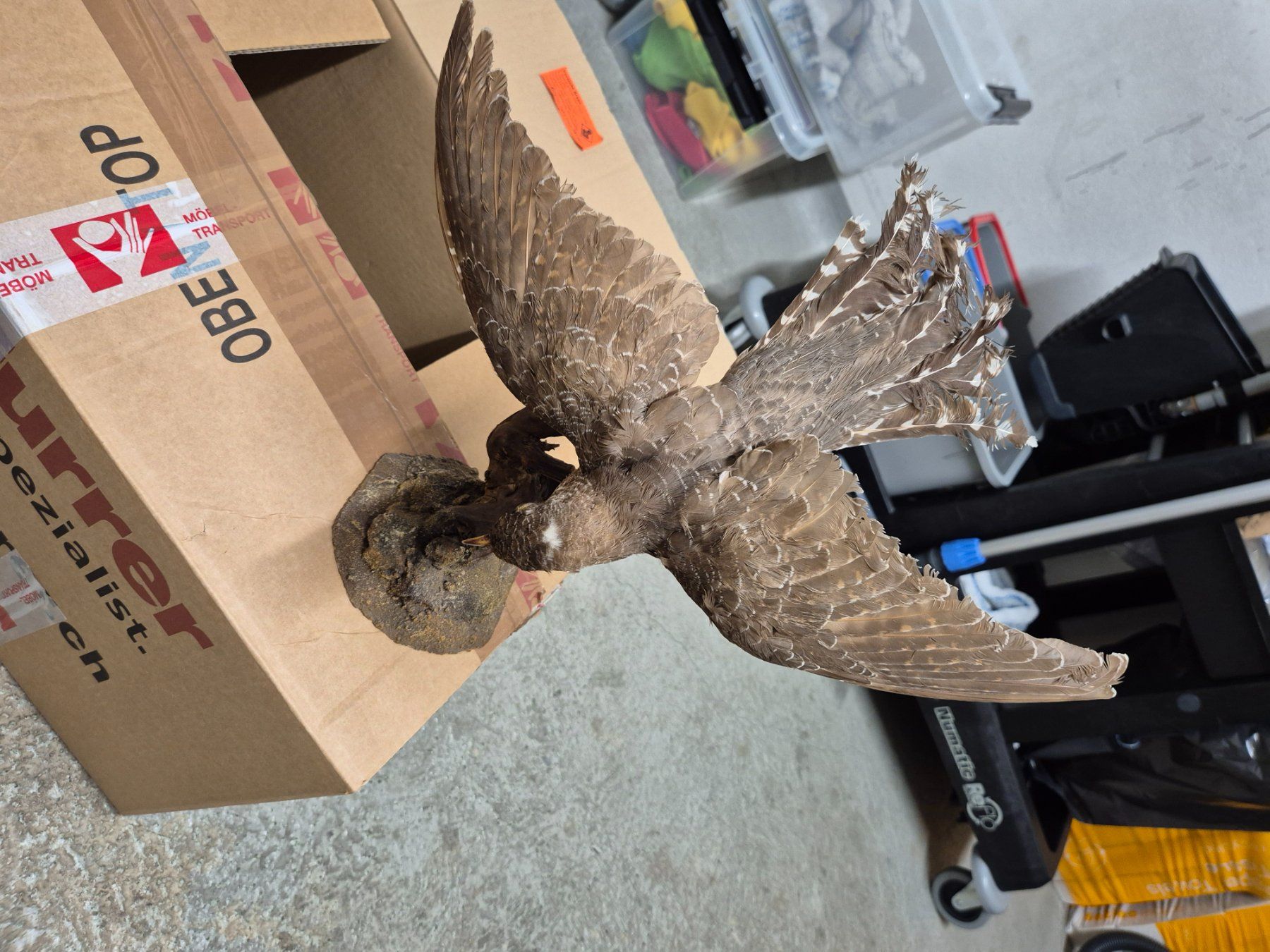 Il mondo degli animali: Ausgestopfte Vögel – Usato da Zürich venduto da Weml 6