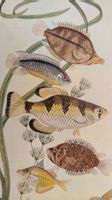 Knaurs Aquarien- und Terrarienbuch / Fische Buch Echsen ua