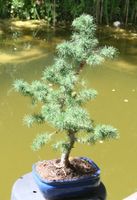 BONSAI  -  Europäische Hängelärche