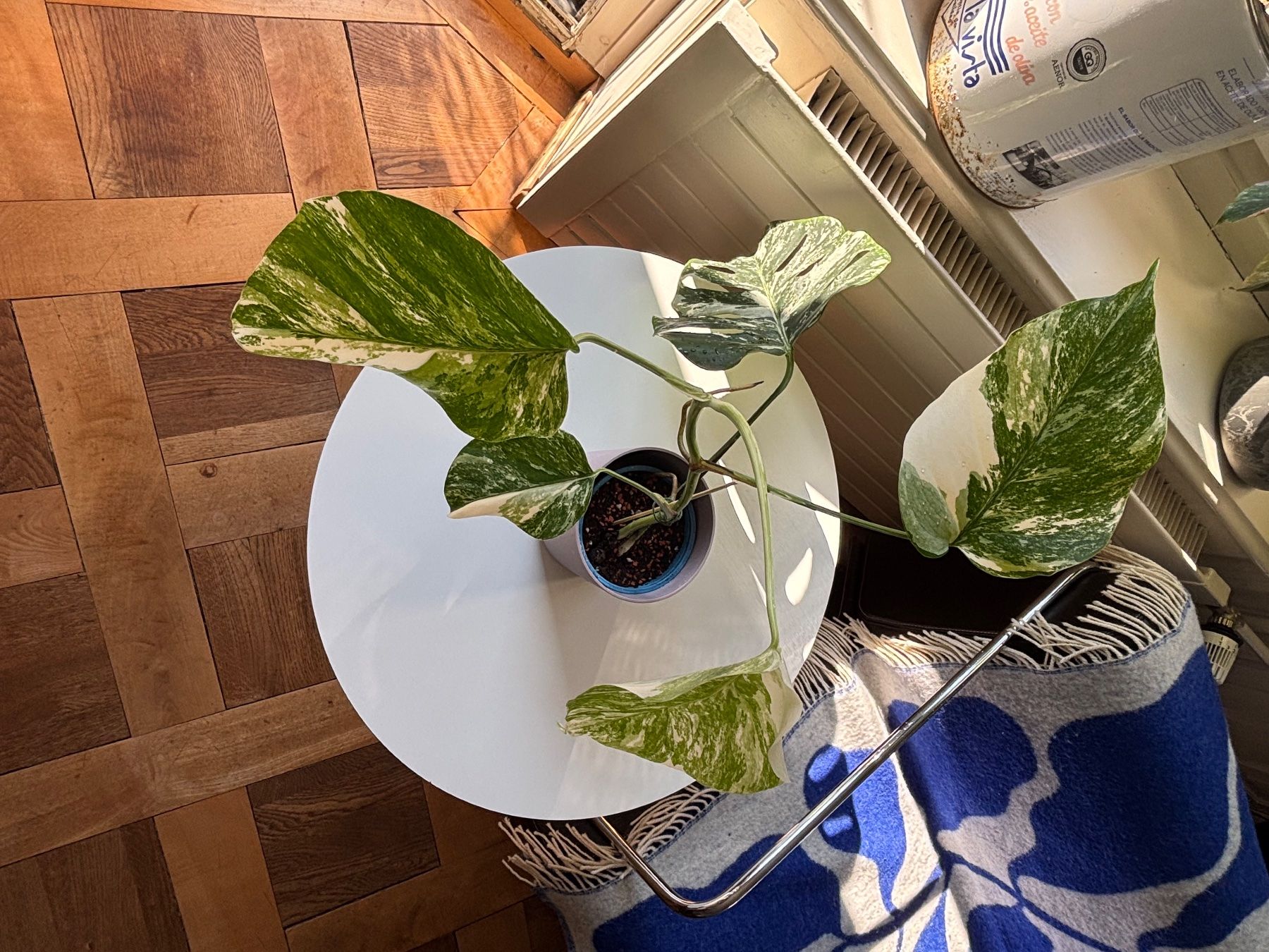 Monstera deliciosa Albo Variegata (Neu (gemss Beschreibung)) in Zrich fr  CHF 79  nur Abholung auf Ricardo kaufen