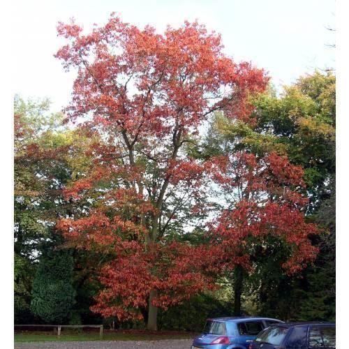 Piante & sementi: Chêne rouge  Quercus rubra  30cm – Nuovo (secondo la descrizione) da Bremblens venduto da FIBONACCI369