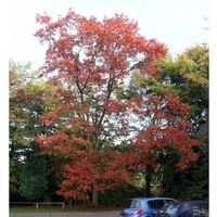 Chêne rouge  Quercus rubra  30cm