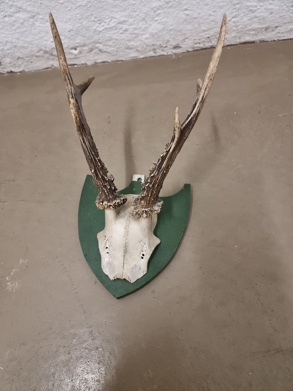 Il mondo degli animali: Hirschgeweih auf Grünem Schild - Jagdtrophäe Deko – Usato da Olten venduto da Mezopotamya