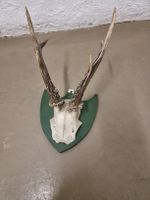 Hirschgeweih auf Grünem Schild - Jagdtrophäe Deko