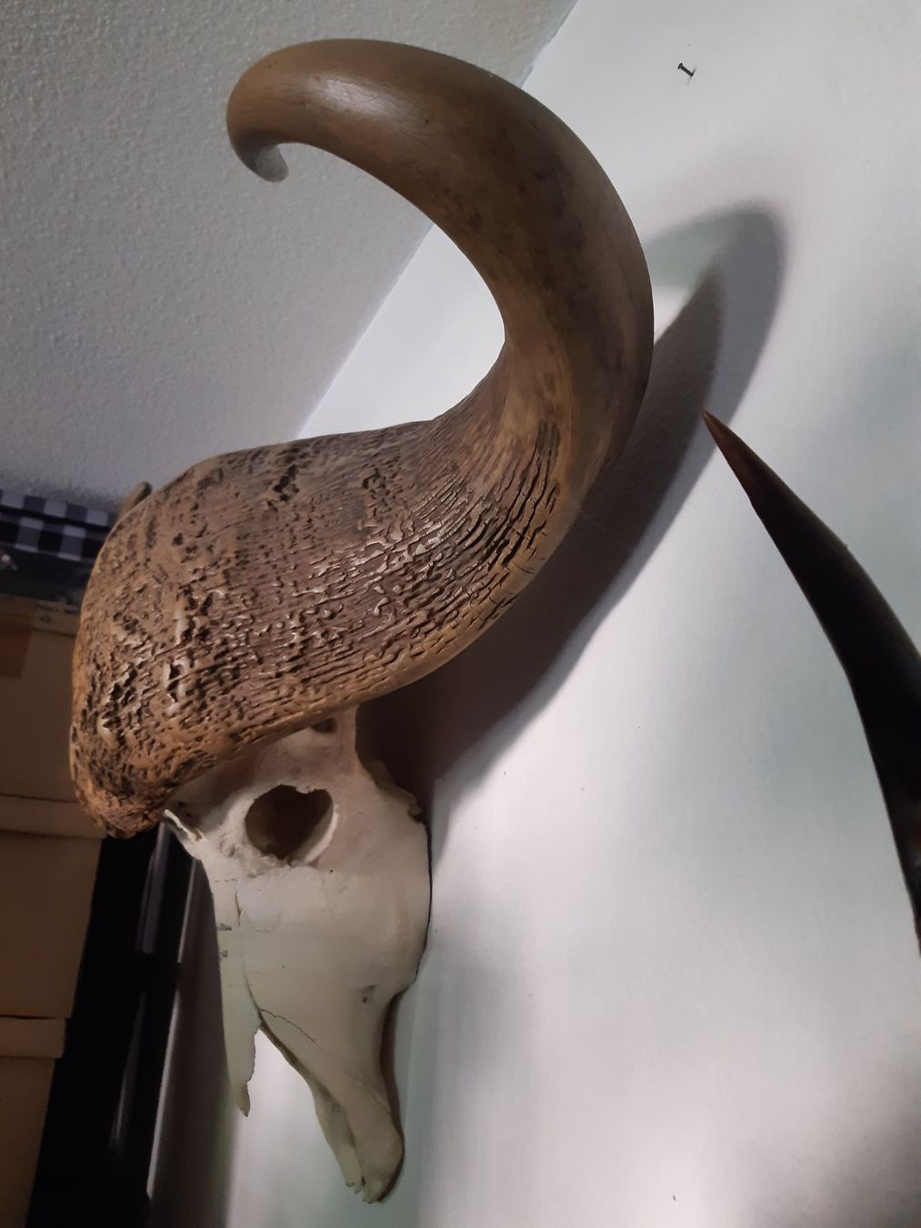 Il mondo degli animali: CRANE DE BUFFALO larg.1m. – Usato da Genève venduto da dieudedieu 2
