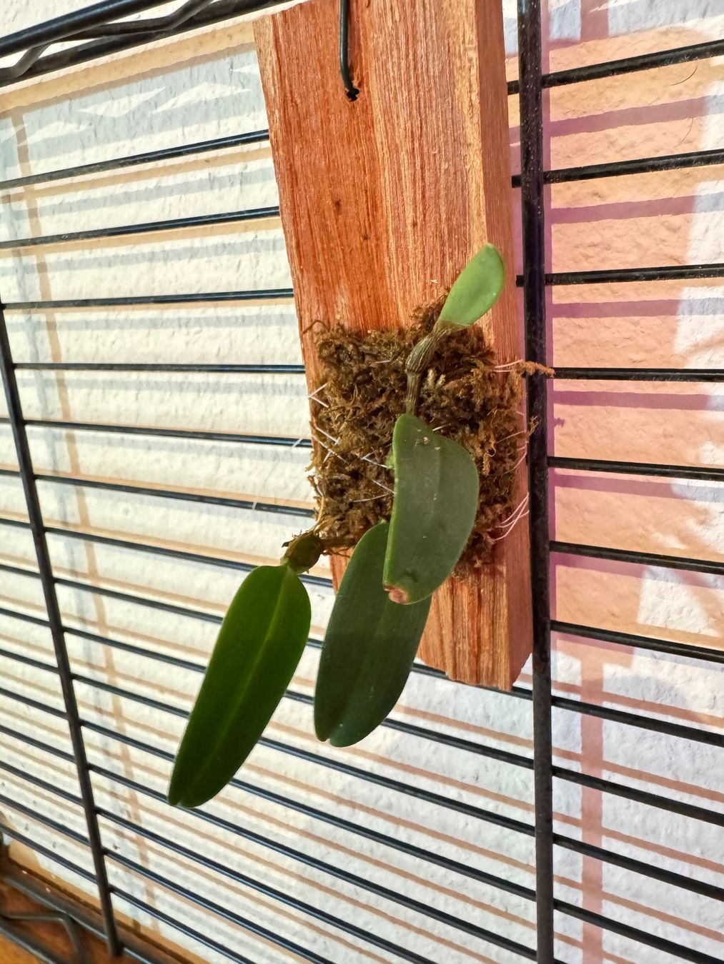 Plantes & graines: Bulbophyllum lasiochilum – D'occasion à Männedorf par mrclst 1