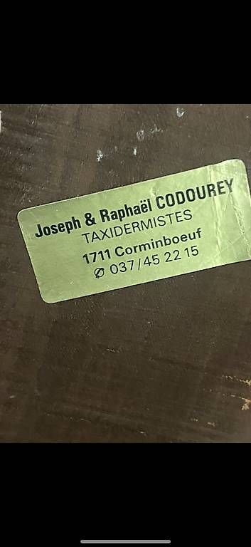 Autres collections & raretés: Wunderschöne echte Trophäe – D'occasion à Buchs AG par fpatricia 4