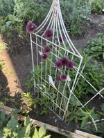 Zierlauch Allium violett Gartenpflanze gesund und gepflegt