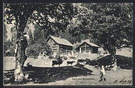Braunwald, Bauernhaus mit Kühen auf der