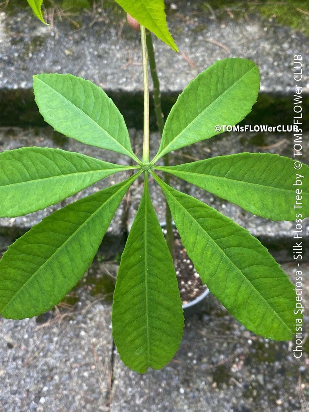 Piante & sementi: Chorisia Speciosa - einzigartiger 120cm Seidenbaum Bäumchen – Nuovo e nell'imballaggio originale da Adliswil venduto da astom369 3