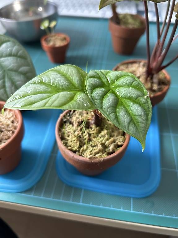 Piante & sementi: Alocasia Dragon Scale – Usato da Wil SG venduto da LucasL. 2