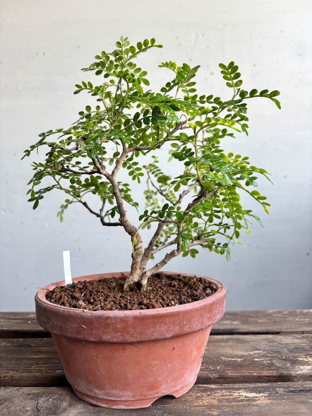 Piante & sementi: Bonsai. Pfefferbaum, Xantoxylum piperitum. Eigenzucht, 4J – Nuovo (secondo la descrizione) da Uster venduto da maguro 3