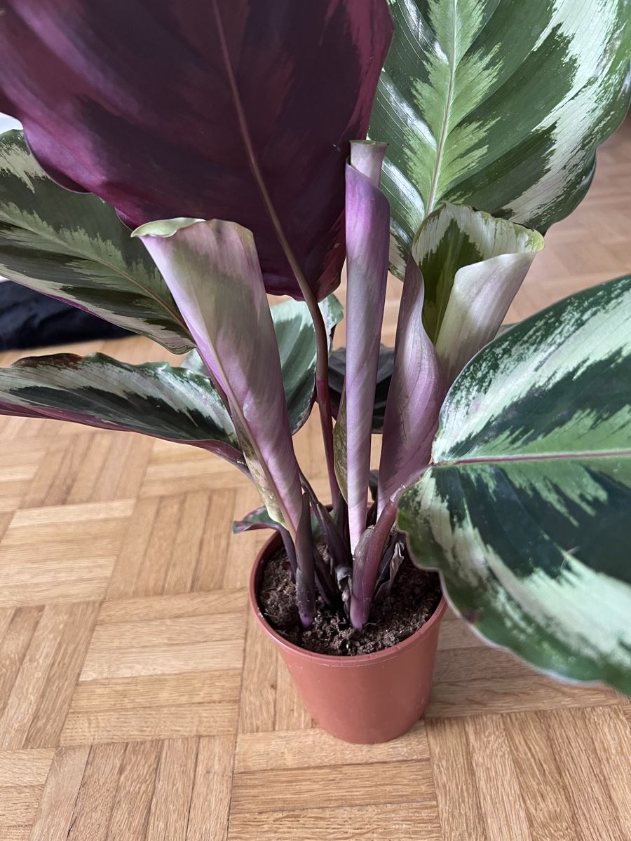 Calathea (Korbmarante) (Gebraucht) in Trimbach fr CHF 5.7  mit Lieferung  auf Ricardo kaufen
