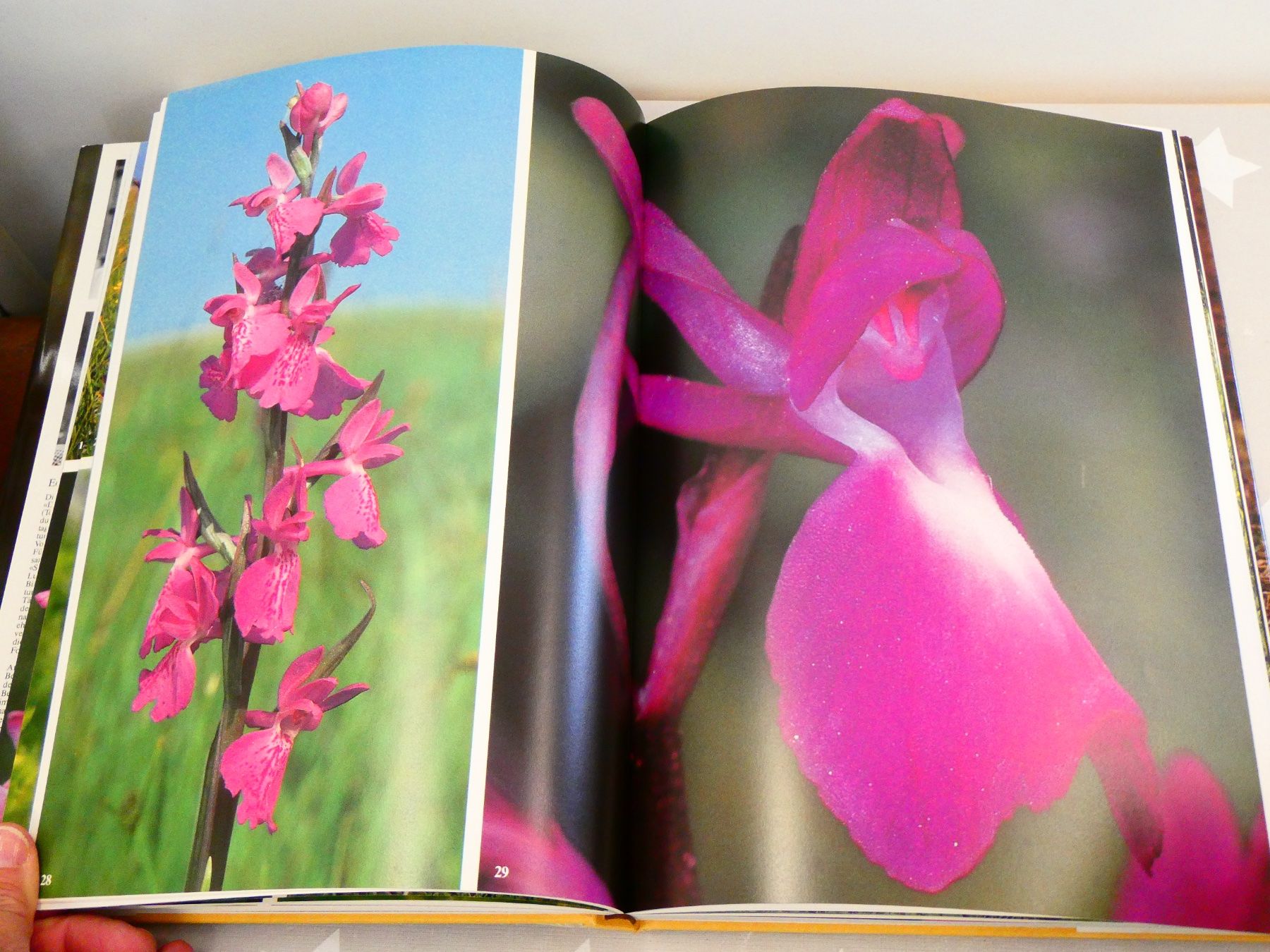 Libri: Buch: Die Orchideen der Schweiz Silva-Verlag – Usato da Rafz venduto da Powacaddy 4