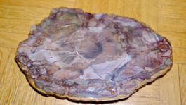 Fossil - Araucarioxylon Arizonicum