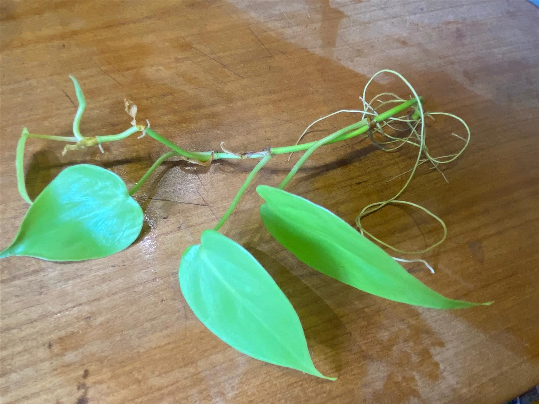Piante & sementi: Philodendron hederaceum  Lemon Lime, Steckling – Nuovo (secondo la descrizione) da Winterthur venduto da Aniger
