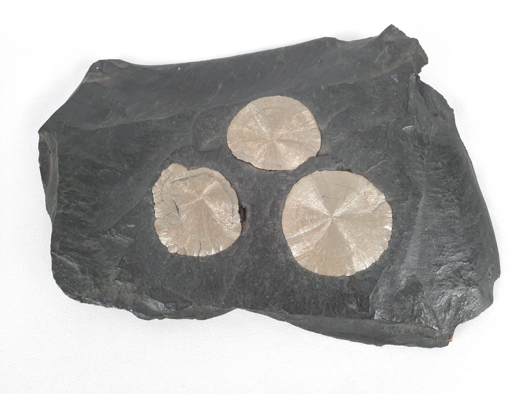 Mineralien & Heilsteine: 4 Pyrit Sonne auf Kohle-Schiefer – Gebraucht aus Beinwil am See von Restwert_Beinwil