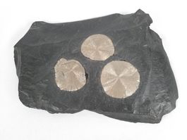 4 Pyrit Sonne auf Kohle-Schiefer