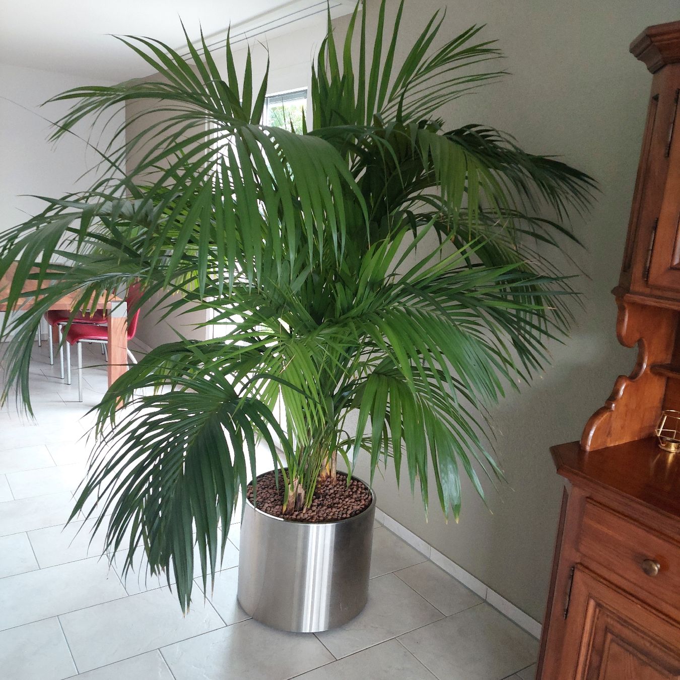 Pflanzen & Samen: GROSSE GESUNDE KENTIA PALME – Neu (gemäss Beschreibung) aus Honau von Blazer1 4