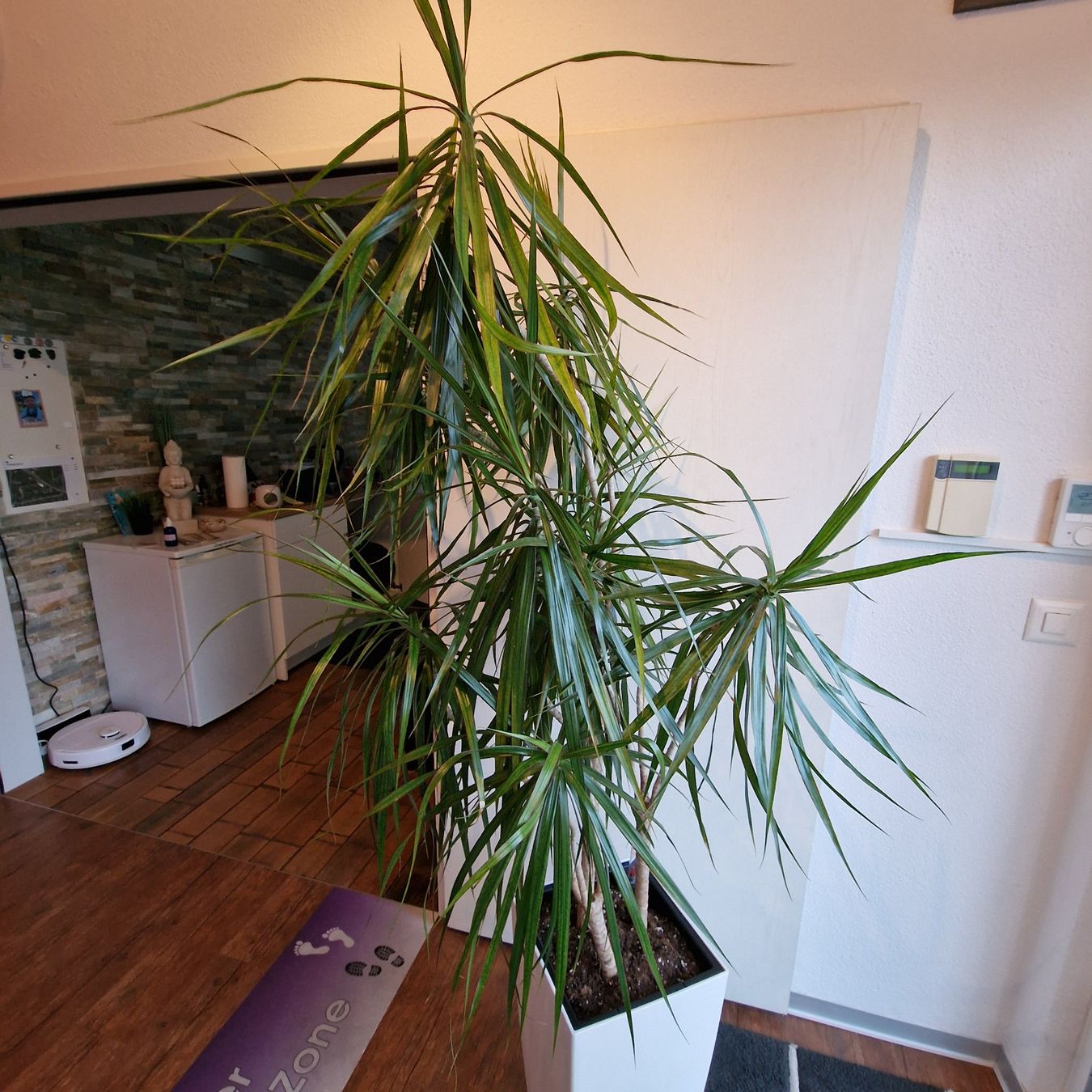 Piante & sementi: Zimmerpflanze Palme – Usato da Wil venduto da pechrithurwil 3