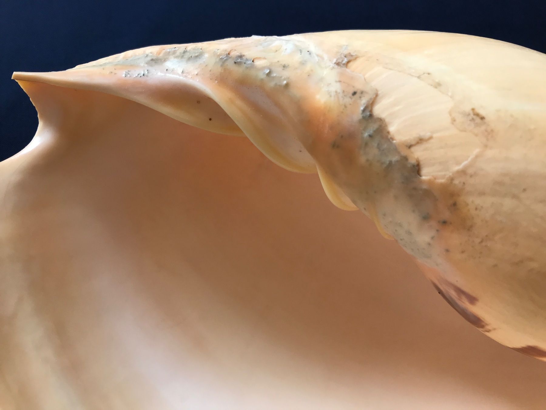 Fossili: Grosse Muschel – Usato da Hauptwil venduto da EfairB 6