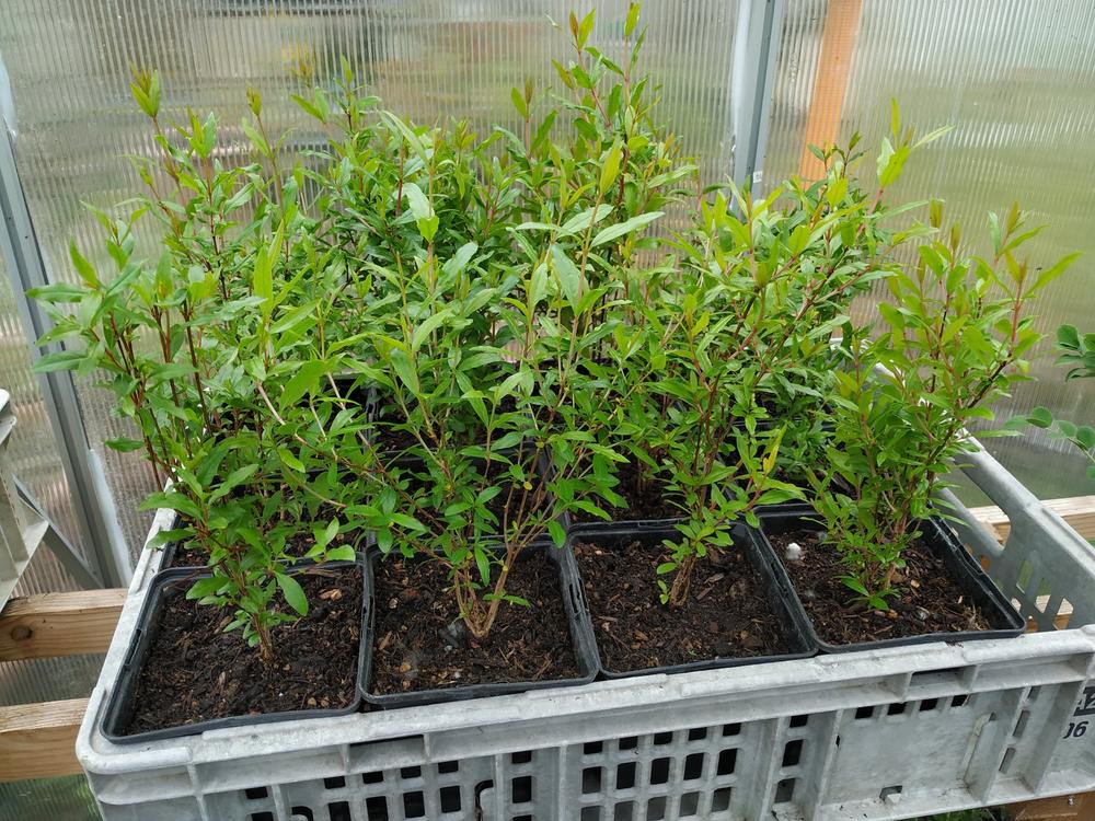 Granatapfel Punica Granatum 1 Pflanze Kaufen auf Ricardo