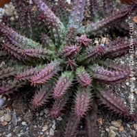 Huernia Confusa - seltene Aasblume aus Südafrika