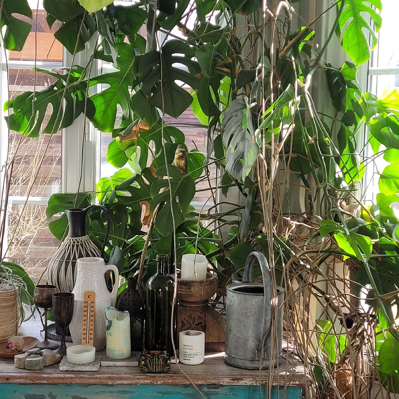 Piante & sementi: Monstera deliciosa – Usato da Schönenwerd venduto da rosamanda 1