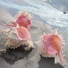 Fossili: Deko Muscheln Typ Murex pink/Neu – Nuovo e nell'imballaggio originale da Volketswil venduto da rubin74