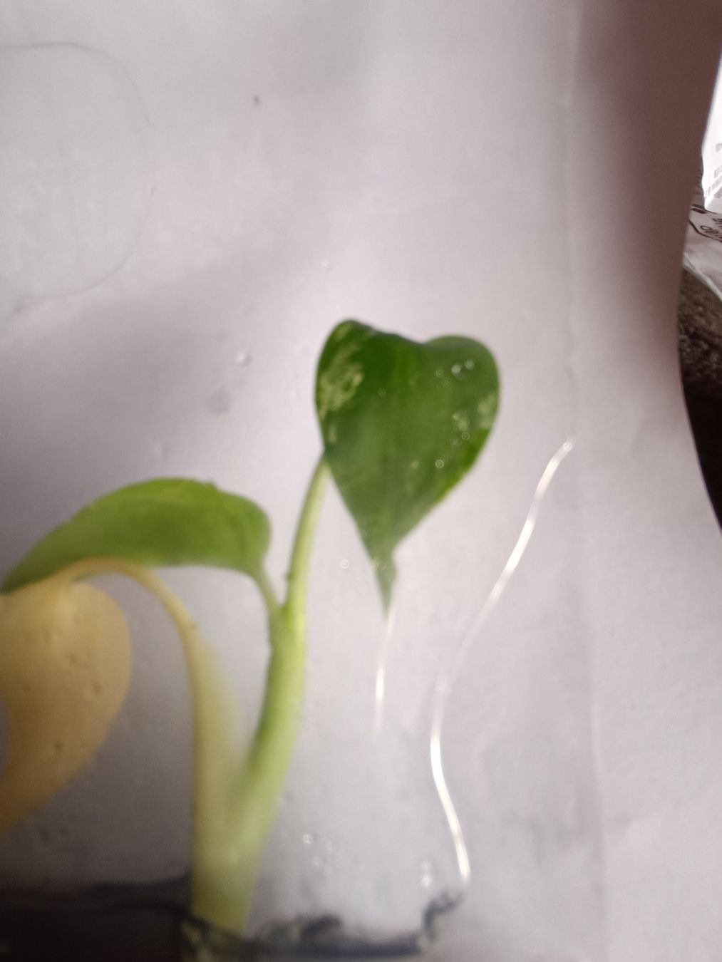 Plantes & graines: Monstera Devil TC  – Neuf avec emballage d'origine à St-Aubin-Sauges par may_2yrv 2
